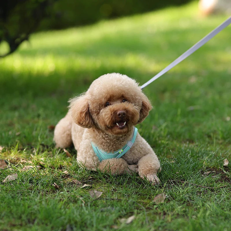 Adjustable Dog Harness & Leash Set โ Small Dogs, Puppies & Cats
