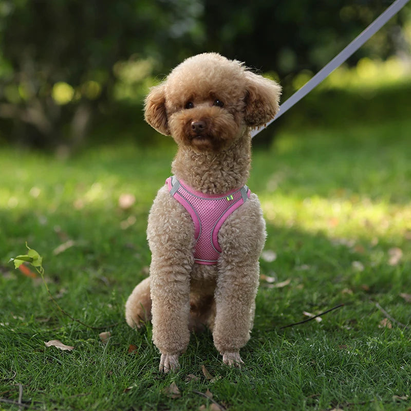 Adjustable Dog Harness & Leash Set โ Small Dogs, Puppies & Cats