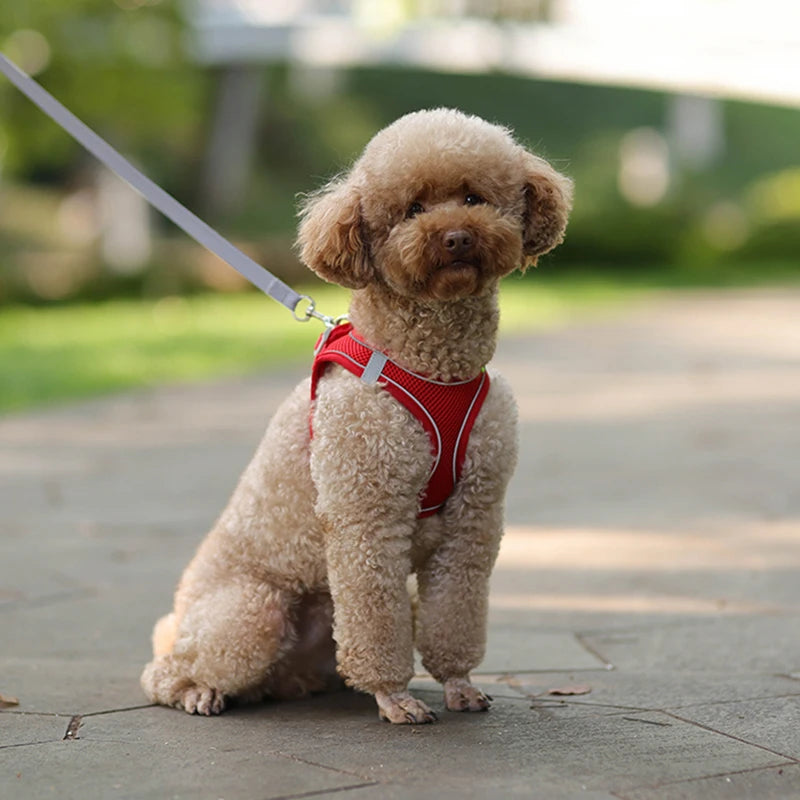 Adjustable Dog Harness & Leash Set – Small Dogs, Puppies & Cats