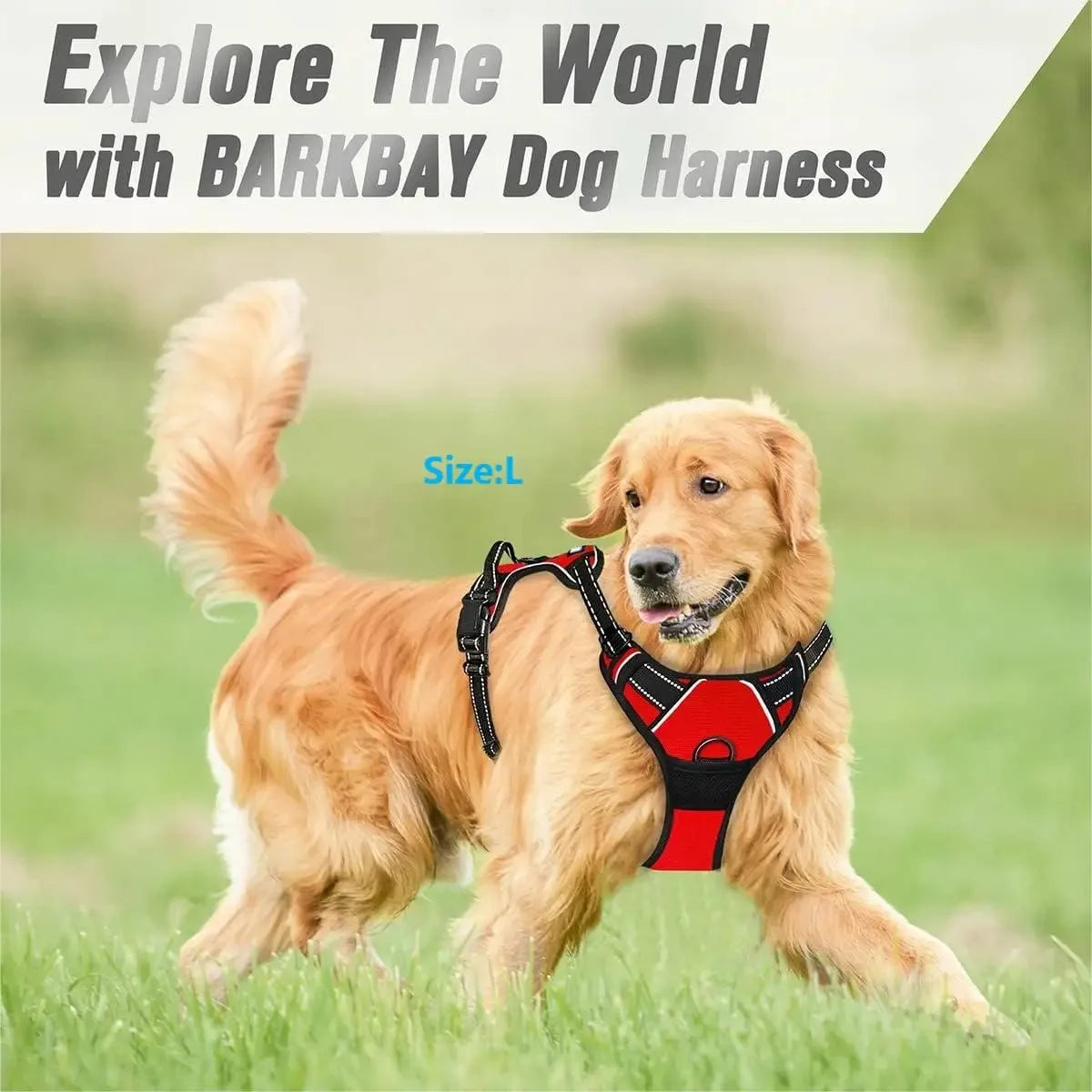 Dog Collars, Harness & Leash Set