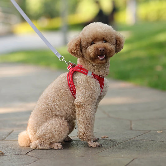 Adjustable Dog Harness & Leash Set – Small Dogs, Puppies & Cats