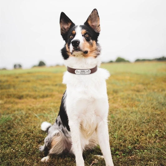 Personalised PU Leather Dog Collar