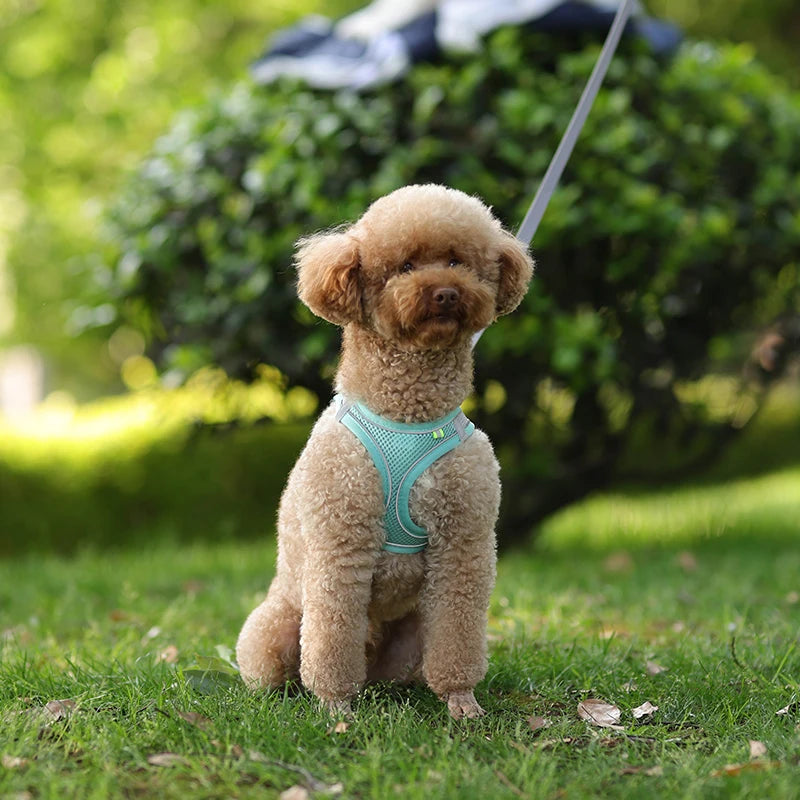 Adjustable Dog Harness & Leash Set – Small Dogs, Puppies & Cats