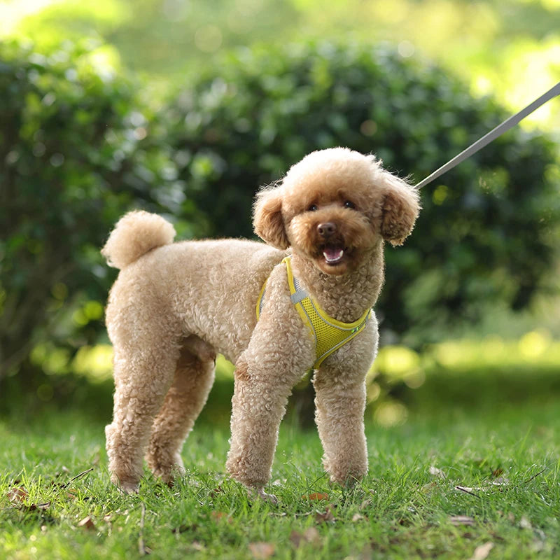 Adjustable Dog Harness & Leash Set – Small Dogs, Puppies & Cats